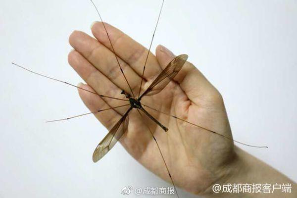 原神魈怎么e四下