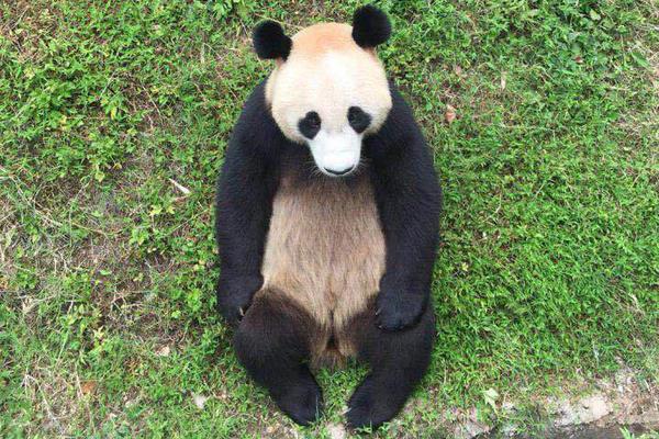 [球探比分即时足球比分快乐八火狐]