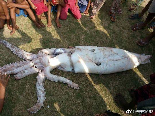 大江湖之苍龙与白鸟天地浑沦阵属性是什么