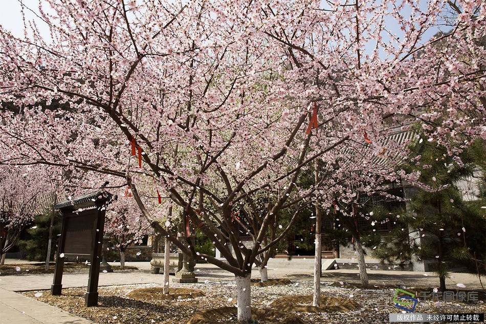 Coromon蘑菇在哪